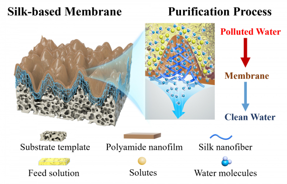 Figure 1. Structure of silk-based nanofiltration membrane and schematic diagrams of the corresponding filtration process (Credit: Mr. Bowen Gan)
 